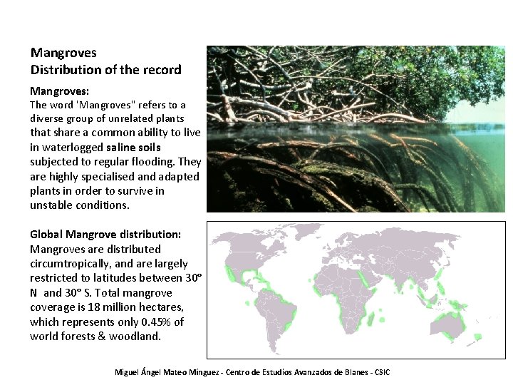 Mangroves Distribution of the record Mangroves: The word 'Mangroves'' refers to a diverse group