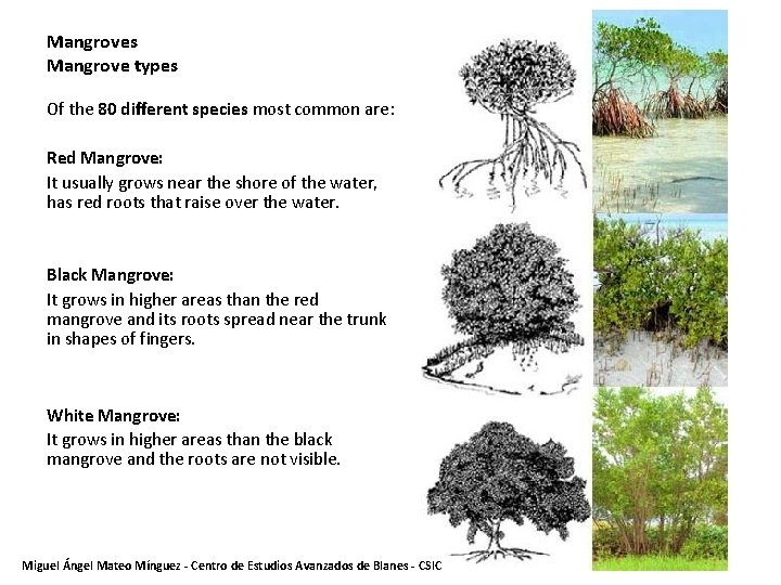 Mangroves Mangrove types Of the 80 different species most common are: Red Mangrove: It