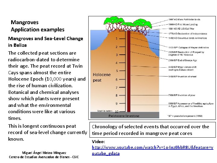 Mangroves Application examples Mangroves and Sea-Level Change in Belize The collected peat sections are