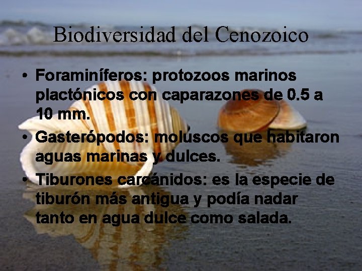 Biodiversidad del Cenozoico • Foraminíferos: protozoos marinos plactónicos con caparazones de 0. 5 a Biodiversidad del Cenozoico • Foraminíferos: protozoos marinos plactónicos con caparazones de 0. 5 a