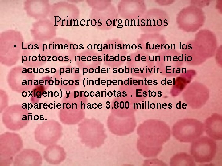Primeros organismos • Los primeros organismos fueron los protozoos, necesitados de un medio acuoso Primeros organismos • Los primeros organismos fueron los protozoos, necesitados de un medio acuoso