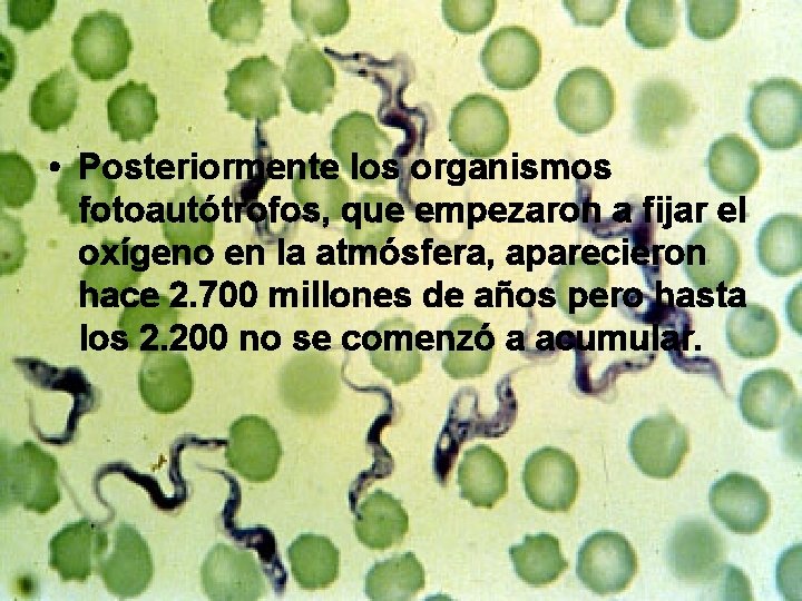 • Posteriormente los organismos fotoautótrofos, que empezaron a fijar el oxígeno en la • Posteriormente los organismos fotoautótrofos, que empezaron a fijar el oxígeno en la