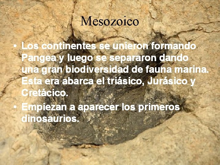 Mesozoico • Los continentes se unieron formando Pangea y luego se separaron dando una Mesozoico • Los continentes se unieron formando Pangea y luego se separaron dando una