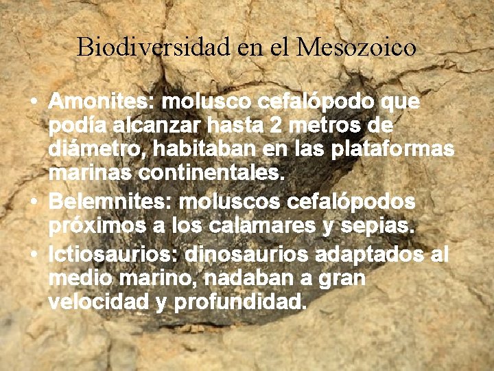 Biodiversidad en el Mesozoico • Amonites: molusco cefalópodo que podía alcanzar hasta 2 metros Biodiversidad en el Mesozoico • Amonites: molusco cefalópodo que podía alcanzar hasta 2 metros
