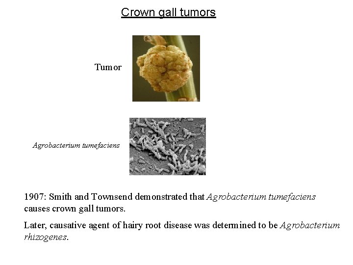 Crown gall tumors Tumor Agrobacterium tumefaciens 1907: Smith and Townsend demonstrated that Agrobacterium tumefaciens
