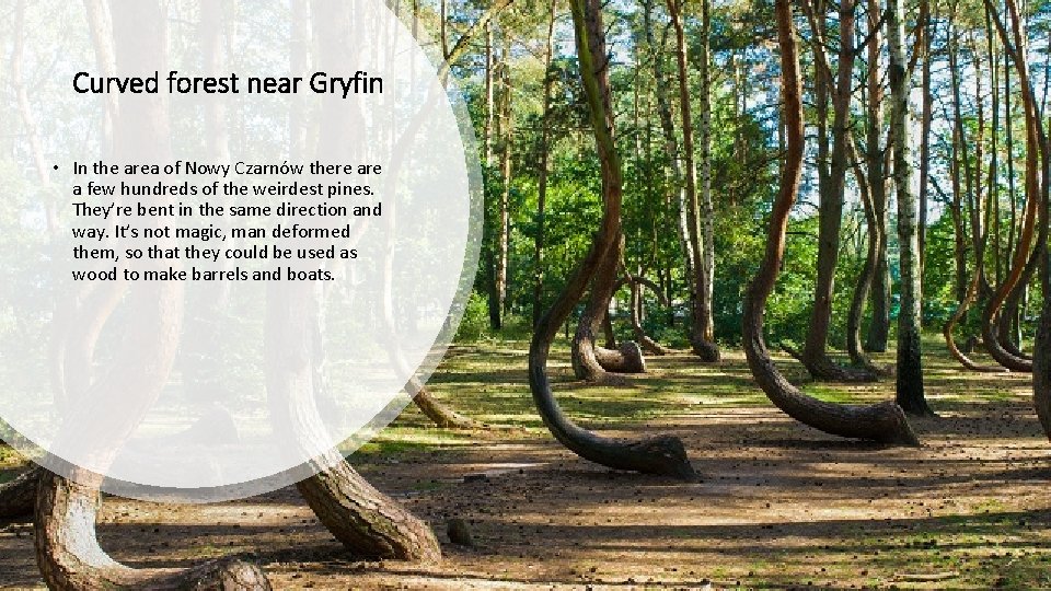 Curved forest near Gryfin • In the area of Nowy Czarnów there a few