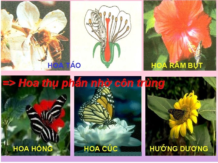 HOA R M BỤT HOA TÁO => Hoa thụ phấn nhờ côn trùng HOA