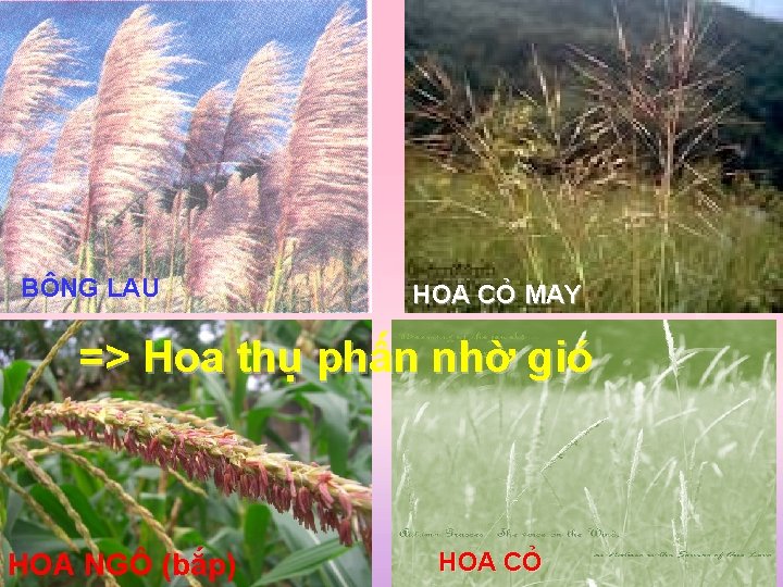 BÔNG LAU HOA CỎ MAY => Hoa thụ phấn nhờ gió HOA NGÔ (bắp)