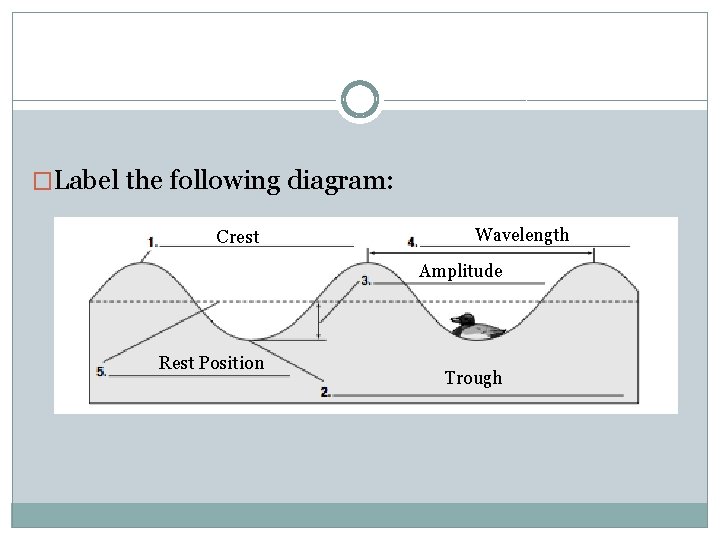 �Label the following diagram: Crest Wavelength Amplitude Rest Position Trough 