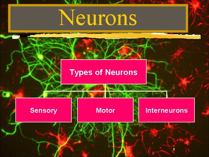 Neurons Types of Neurons Sensory Motor Interneurons 1 