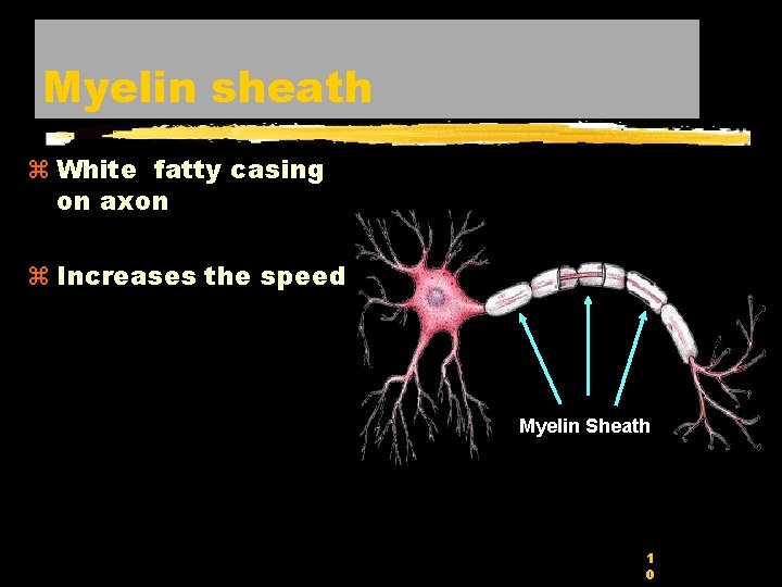 Myelin sheath z White fatty casing on axon z Increases the speed Myelin Sheath