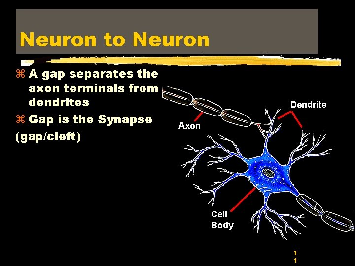 Neuron to Neuron z A gap separates the axon terminals from dendrites z Gap