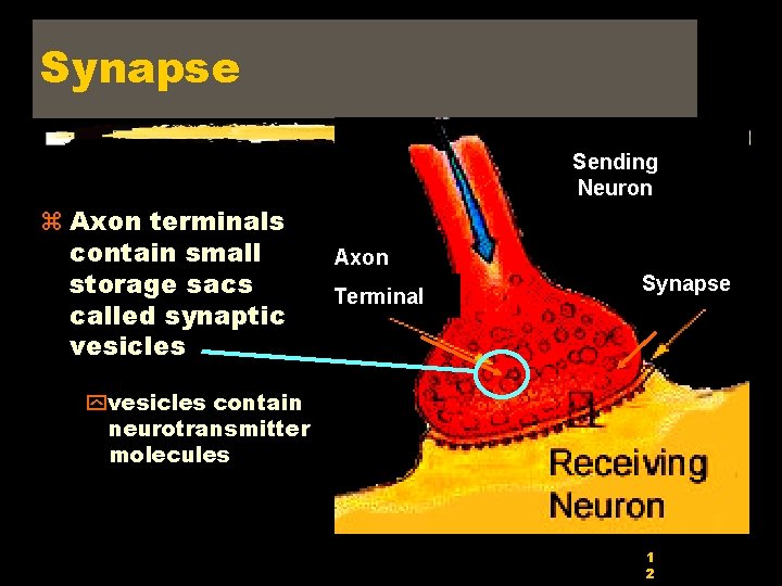 Synapse Sending Neuron z Axon terminals contain small storage sacs called synaptic vesicles Axon