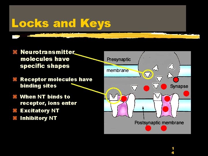 Locks and Keys z Neurotransmitter molecules have specific shapes z Receptor molecules have binding