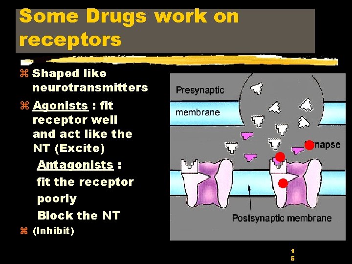 Some Drugs work on receptors z Shaped like neurotransmitters z Agonists : fit receptor