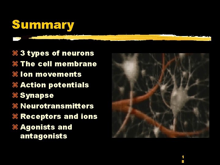 Summary z 3 types of neurons z The cell membrane z Ion movements z