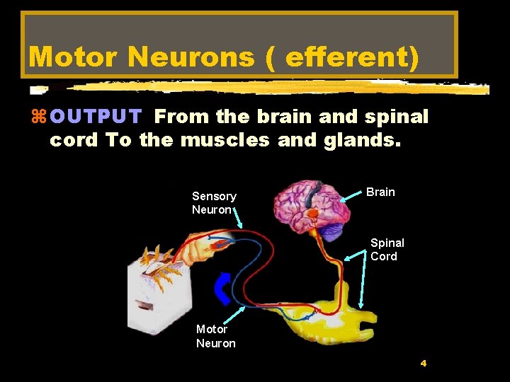 Motor Neurons ( efferent) z OUTPUT From the brain and spinal cord To the