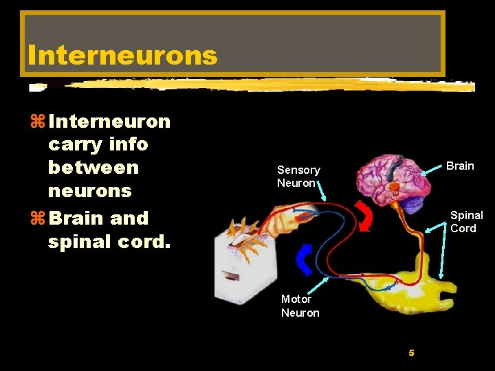 Interneurons z Interneuron carry info between neurons z Brain and spinal cord. Brain Sensory