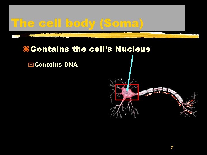 The cell body (Soma) z Contains the cell’s Nucleus y Contains DNA 7 