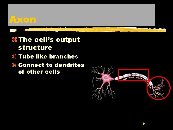Axon z The cell’s output structure z Tube like branches z Connect to dendrites