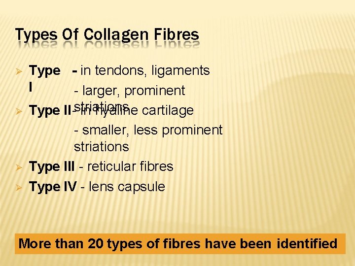Types Of Collagen Fibres Type - in tendons, ligaments I - larger, prominent Type