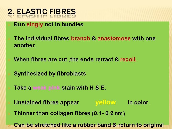 2. ELASTIC FIBRES Run singly not in bundles The individual fibres branch & anastomose