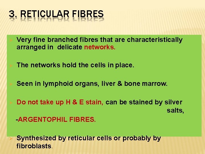 3. RETICULAR FIBRES Very fine branched fibres that are characteristically arranged in delicate networks.