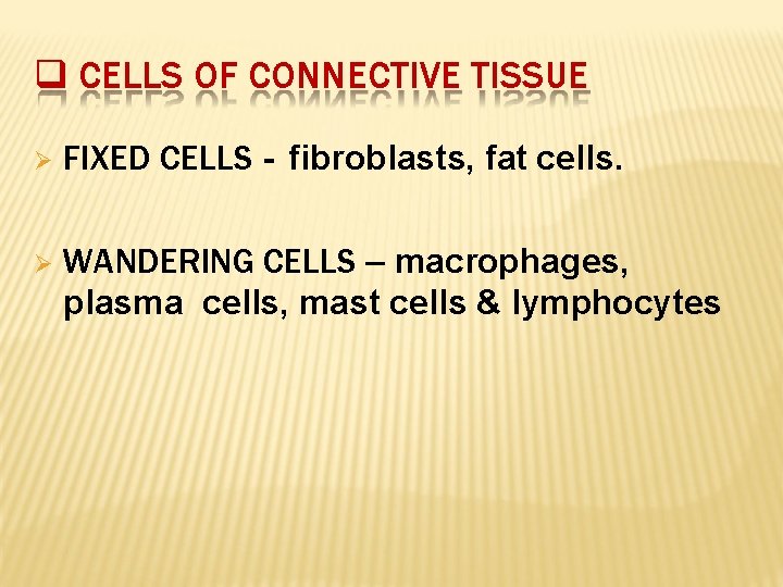  CELLS OF CONNECTIVE TISSUE FIXED CELLS - fibroblasts, fat cells. WANDERING CELLS –