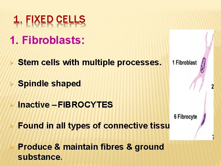 1. FIXED CELLS 1. Fibroblasts: Stem cells with multiple processes. Spindle shaped Inactive –FIBROCYTES