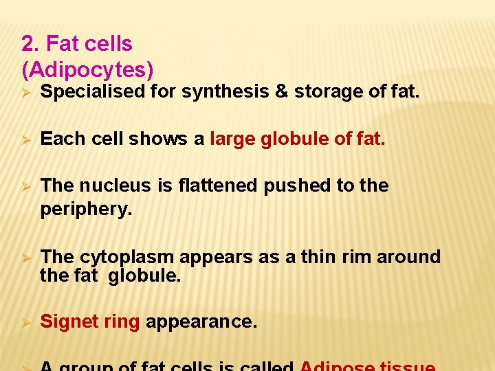 2. Fat cells (Adipocytes) Specialised for synthesis & storage of fat. Each cell shows