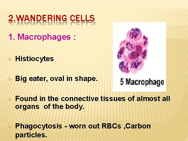 2. WANDERING CELLS 1. Macrophages : Histiocytes Big eater, oval in shape. Found in
