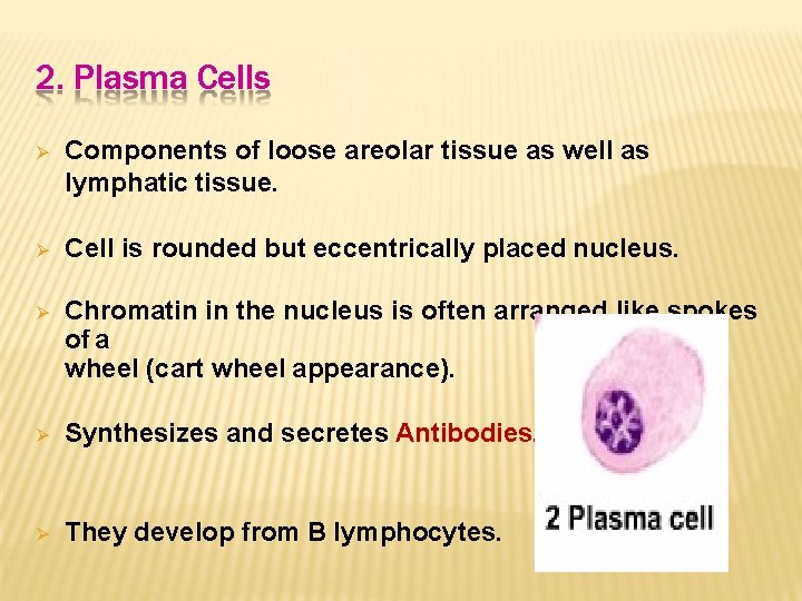 2. Plasma Cells Components of loose areolar tissue as well as lymphatic tissue. Cell
