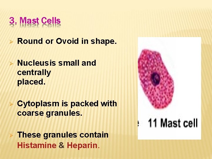 3. Mast Cells Round or Ovoid in shape. Nucleusis small and centrally placed. Cytoplasm
