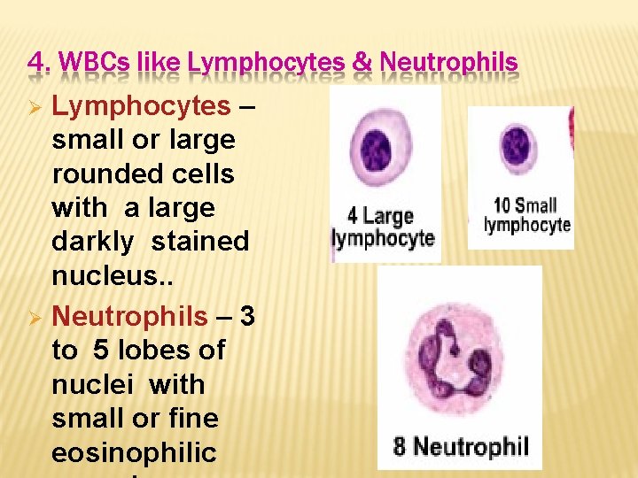 4. WBCs like Lymphocytes & Neutrophils Lymphocytes – small or large rounded cells with