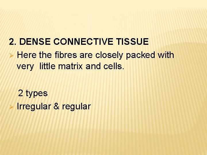 2. DENSE CONNECTIVE TISSUE Here the fibres are closely packed with very little matrix