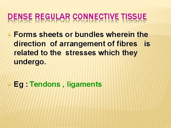 DENSE REGULAR CONNECTIVE TISSUE Forms sheets or bundles wherein the direction of arrangement of