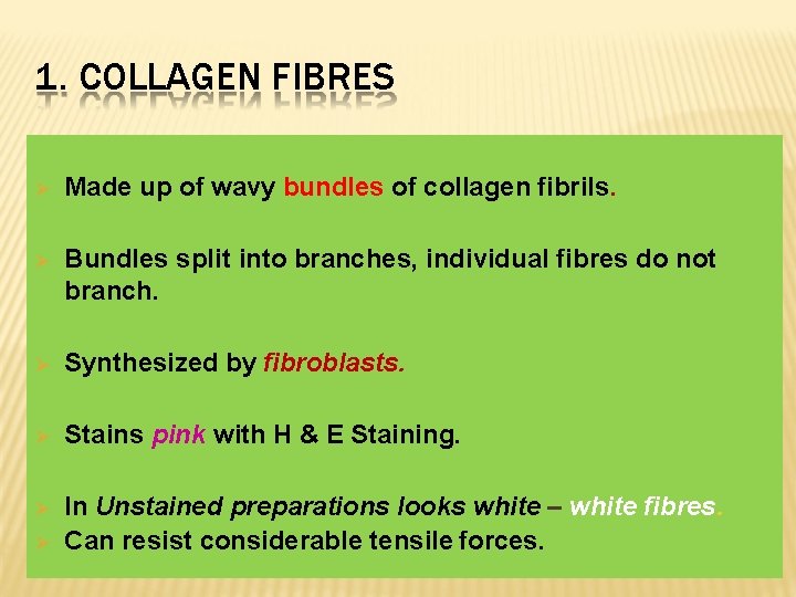 1. COLLAGEN FIBRES Made up of wavy bundles of collagen fibrils. Bundles split into