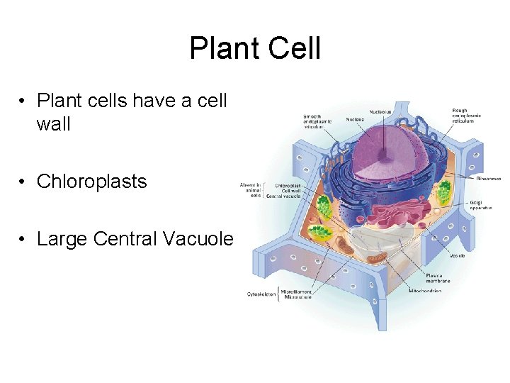 Plant Cell • Plant cells have a cell wall • Chloroplasts • Large Central