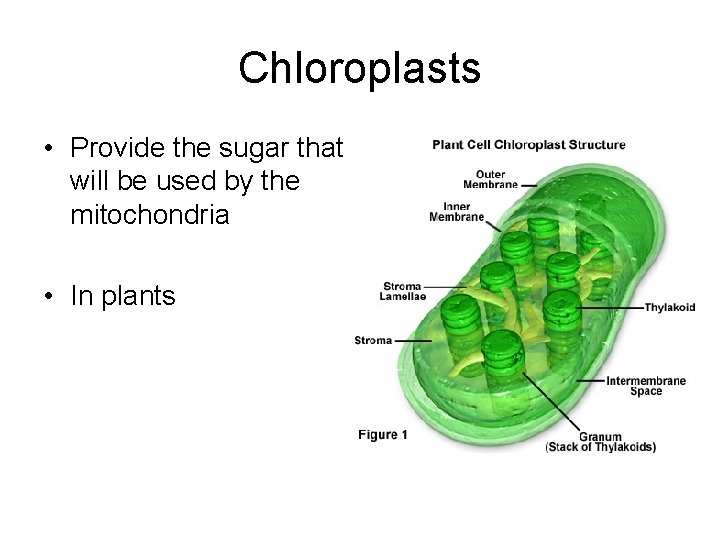 Chloroplasts • Provide the sugar that will be used by the mitochondria • In