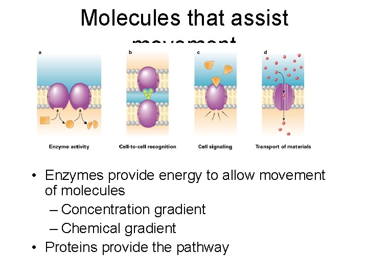 Molecules that assist movement • Enzymes provide energy to allow movement of molecules –