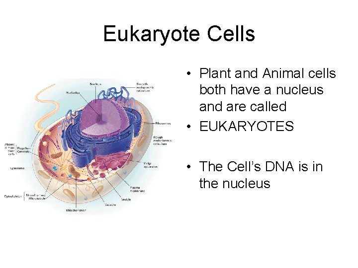 Eukaryote Cells • Plant and Animal cells both have a nucleus and are called