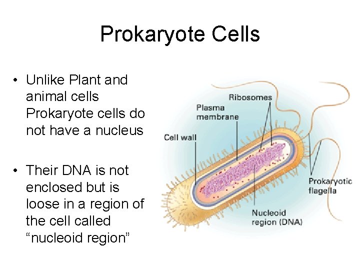 Prokaryote Cells • Unlike Plant and animal cells Prokaryote cells do not have a