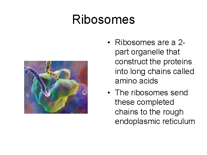 Ribosomes • Ribosomes are a 2 part organelle that construct the proteins into long