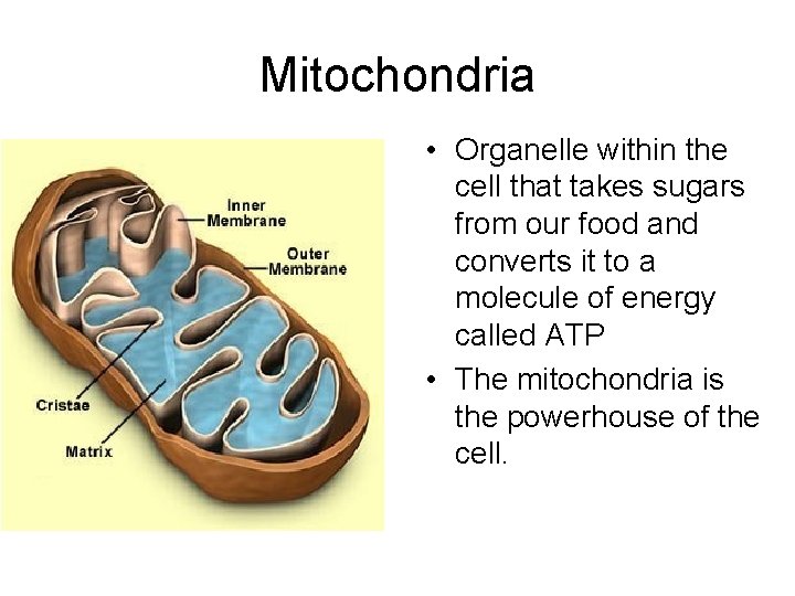 Mitochondria • Organelle within the cell that takes sugars from our food and converts