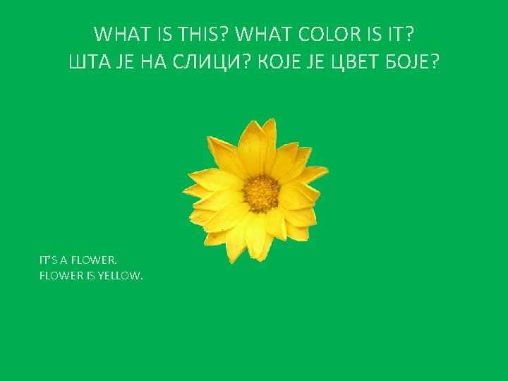 WHAT IS THIS? WHAT COLOR IS IT? ШТА ЈЕ НА СЛИЦИ? КОЈЕ ЈЕ ЦВЕТ
