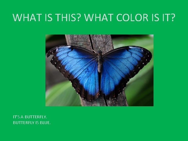 WHAT IS THIS? WHAT COLOR IS IT? IT’S A BUTTERFLY IS BLUE. 