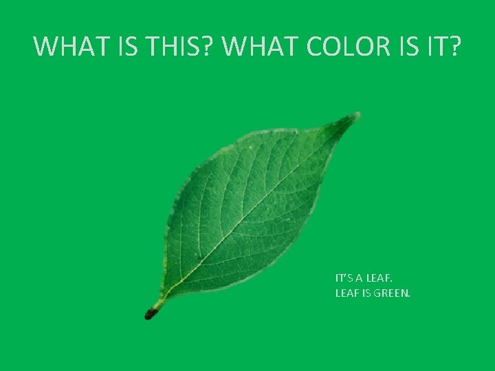 WHAT IS THIS? WHAT COLOR IS IT? IT’S A LEAF IS GREEN. 