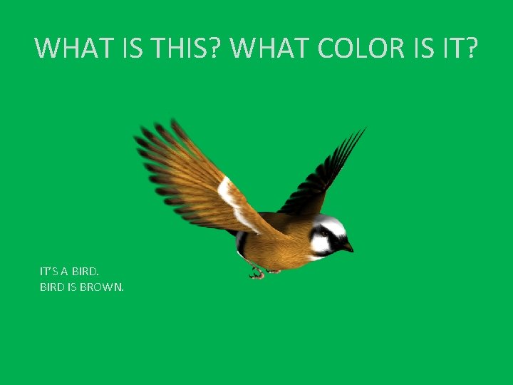 WHAT IS THIS? WHAT COLOR IS IT? IT’S A BIRD IS BROWN. 