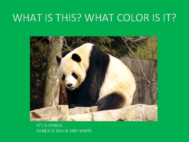 WHAT IS THIS? WHAT COLOR IS IT? IT’S A PANDA IS BLACK AND WHITE.