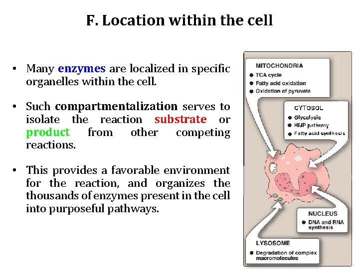 F. Location within the cell • Many enzymes are localized in specific organelles within